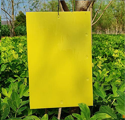 चिपकू स्टिकी इन्सेक्ट ट्रैप (पीला, 200 x300 mm, लार्ज साइज़) - 10 का पैक