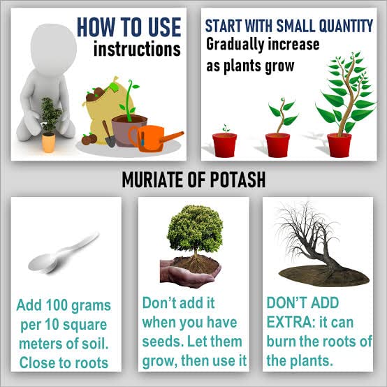 SDF INDIA Organic Potash Essential Grenual Fertilizer for Gardening (1KG)