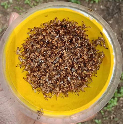 Generic Fruit Fly Lure/pheromone attractant Lure (Fruit Fly Bactocera dorcalis) occurs in Mango, Sapota,gauva,etc