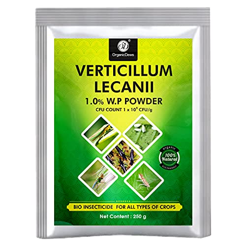 OrganicDews Verticillium lecanii (1x10^8 CFU/g) (250 g) for Plants - Against Sucking Insects Like Aphids, Thrips and Whiteflies 250 g