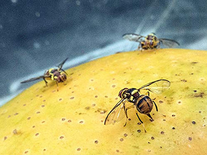 Generic Fruit Fly Lure/pheromone attractant Lure (Fruit Fly Bactocera dorcalis) occurs in Mango, Sapota,gauva,etc