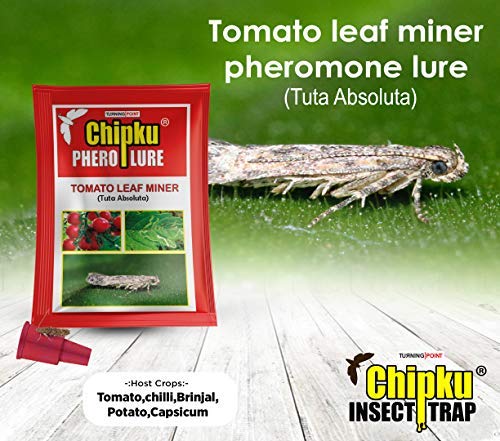 leaf miner control in tomato, chili, brinajal, potato, capscicum