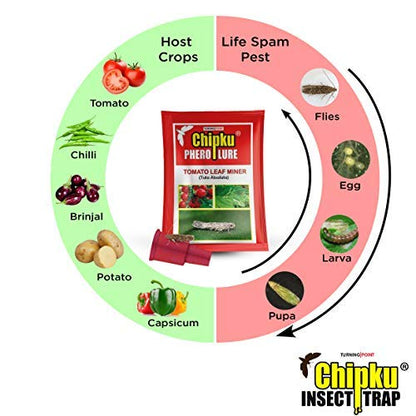 tomato leaf miner life cycle