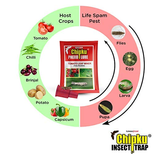 Life cycle of tuta absoluta in common crops like tomato, chili, brinjal, potato, capsicum