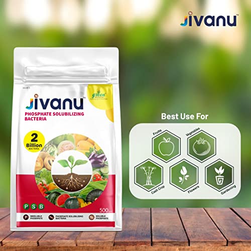Jivanu PSB (Phosphate Solubilizing Bacteria – PSB) Bio Fertilizers For Agriculture, Garden, Soil Fertility, and Plant Nutrition. Pack of 1 (500 Grams).