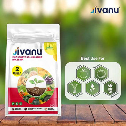 Jivanu PSB (Phosphate Solubilizing Bacteria – PSB) Bio Fertilizers For Agriculture, Garden, Soil Fertility, and Plant Nutrition. Pack of 1 (500 Grams).