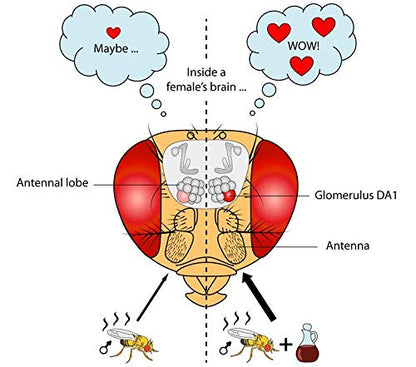 Generic Fruit Fly Lure/pheromone attractant Lure (Fruit Fly Bactocera dorcalis) occurs in Mango, Sapota,gauva,etc