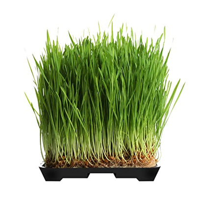 Hydroponic Growing Trays 24" X 12"