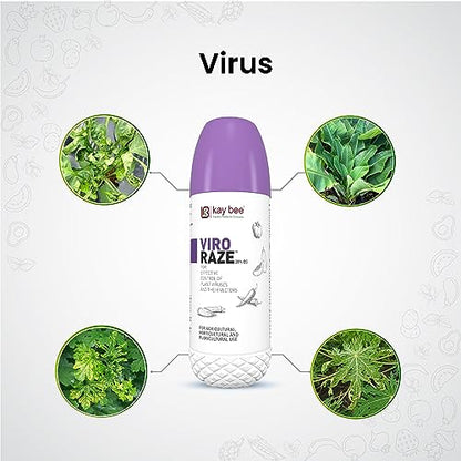 how to prevent leaf culrl virus on chili