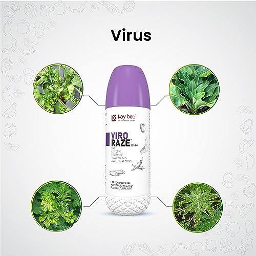 how to prevent leaf culrl virus on chili