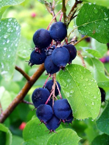 Ritz Farming® Blueberry fruit seeds | Blueberry fruit seeds For Your Garden and home planting Pack of 15 seeds