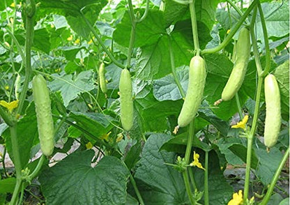 Golden Hills Farm hybrid seeds F1 Cucumber White Long 50+ seeds