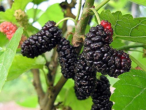 PlantaZee GREEEN Earth Shahtoot Malperi Mulberry Live Fruit Plant