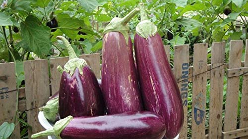 Pusa barsati brinjal/baigun seeds- 40