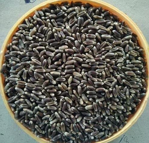 Josan Brothers Organic Farm Wheat from our farm to your table 100% Organic & Natural | For Eating & Atta (Black Wheat, 2.5 Kg)