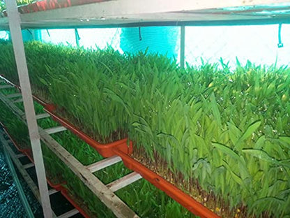 RealTrust Hydroponic Trays