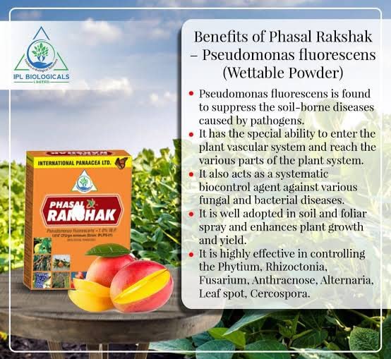 Ipl Phasal Rakshak ( स्यूडोमोनास फ्लूरोसेन्स 1.0% Wp ) जैविक बुरशीनाशक Ipl बायोलॉजिकल लिमिटेड-पॅक 1 किलो