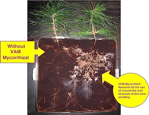 PREPLE VAM Mycorrhiza Bio-Fertilizer for Root Growth Booster Care of your Garden and Plants (30 gm)