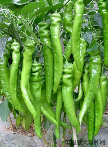 Radha Krishna Agriculture® Imported cherry Chilli seeds |vegetable seeds For Your Home & kitchen Gardening Pack of 5 grm