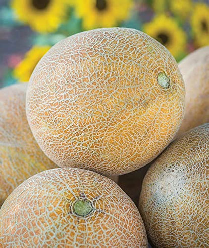 musk melon hara madhu