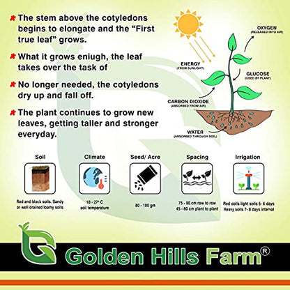 Golden Hills Farm hybrid seeds F1 Cucumber White Long 50+ seeds