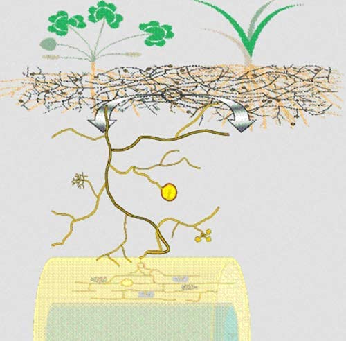 Root Promoter Powder