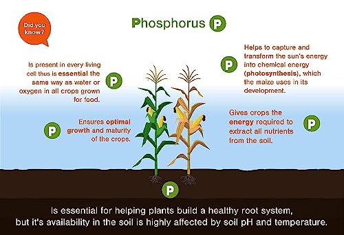 importance of phosphorus fertilizer