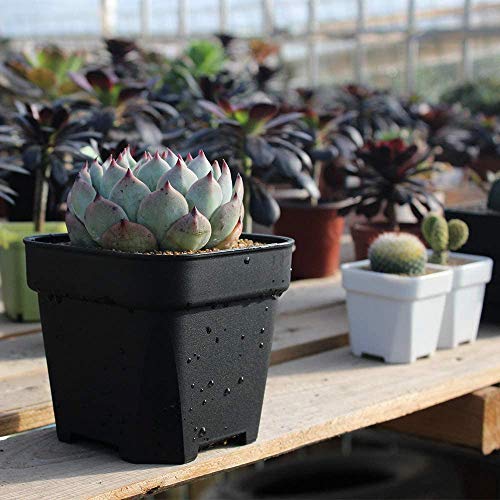 MosQuick® 3 inches Nurser y3 inch Plastic Nursery Seed Seedling Germinating Pots Cup Set Plant Pot, Set of 25 Pcs (Black)