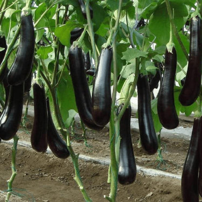 लाइव्ह ग्रीन 10Gm काळ्या लांब वांग्याच्या बिया F1 हायब्रीड भाजी, (LNGBRINJAL2)