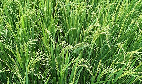 Green World पूसा PR-113 किस्म के धान/चावल के बीज खेती और कृषि बुवाई के लिए (15 Kgs x 1 का पैक)