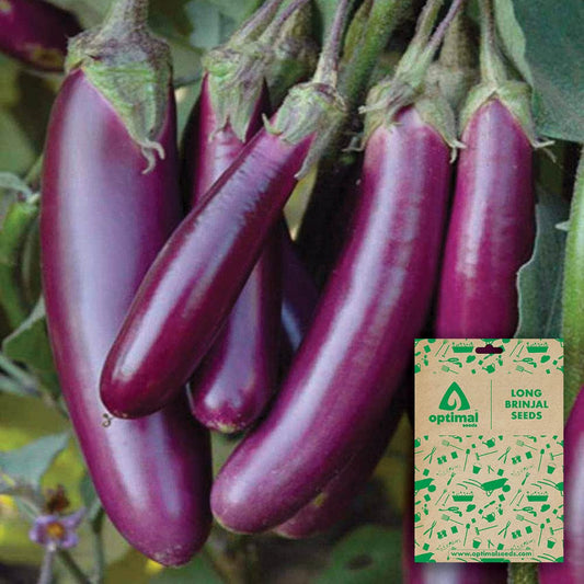 Optimal Seeds Long Brinjal Vegetable Seeds