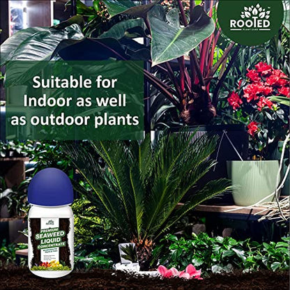 ROOTED Premium Seaweed Liquid Concentrate, Fertilizer For Plants And Trees, Natural Bio-Stimulant For Boosting Growth, Yield And Roots Health 250 ml (2 Pack)