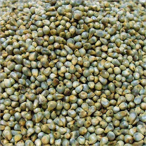 एडवांटा यूपीएल हाइब्रिड गोल्डन सीड्स आर्कन बाजरा 100 पीसी