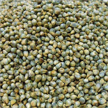 advanta upl hybrid golden seeds arcon bajra 100 pcs