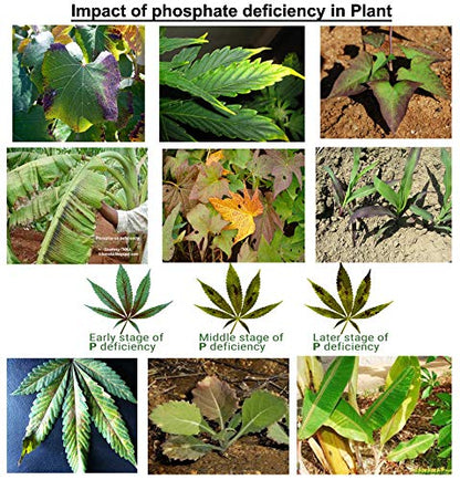 Nature Friend Phosphate Rich Organic Manure (PROM) Organic Fertlizer for plants - 7 Kg
