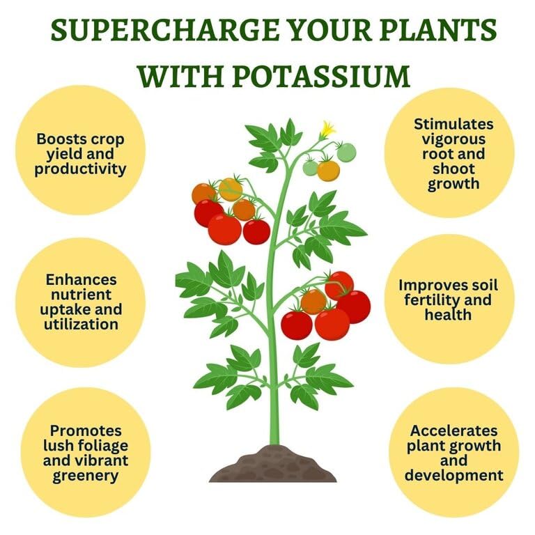 POTASSIUM BIOFERTILIZER - POTASSIUM MOLIBILIZING BACTERIA -ORGANIC FERTILIZER