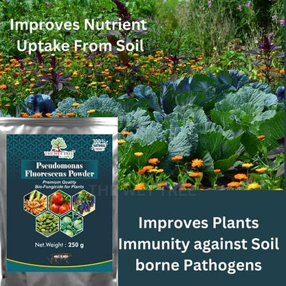 THE WET TREE Pseudomonas Fluorescens Powder | Bio Fungicide for Seeds & Home Garden Plants | Against Root Rot, Stem Rot, Wilt & Fungal Dieases (250 GM)