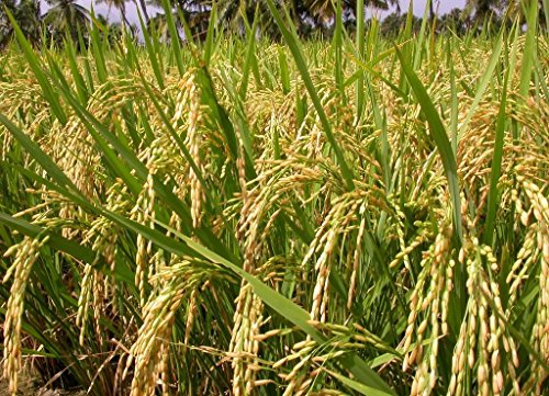 Green World पूसा PR-113 किस्म के धान/चावल के बीज खेती और कृषि बुवाई के लिए (15 Kgs x 1 का पैक)