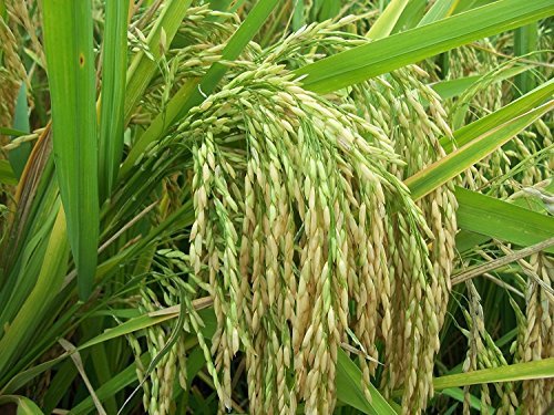 Green World पूसा PR-113 किस्म के धान/चावल के बीज खेती और कृषि बुवाई के लिए (15 Kgs x 1 का पैक)