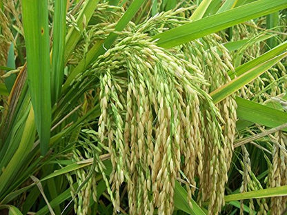 Green World Pusa PR-113 variety paddy/rice seeds for farming and agriculture sowing (15 Kgs x pack of 1)