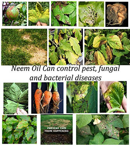 neem oil for pest, fungus and bacteria