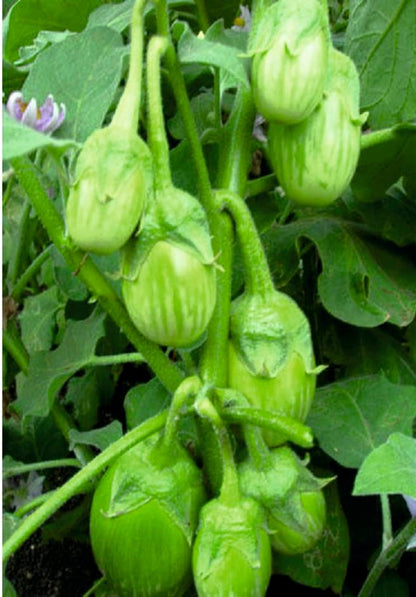 Rashmi Green Brinjal Seed for Kitchn Garden Eggplant Vegetable (Pack of 50 Seed)