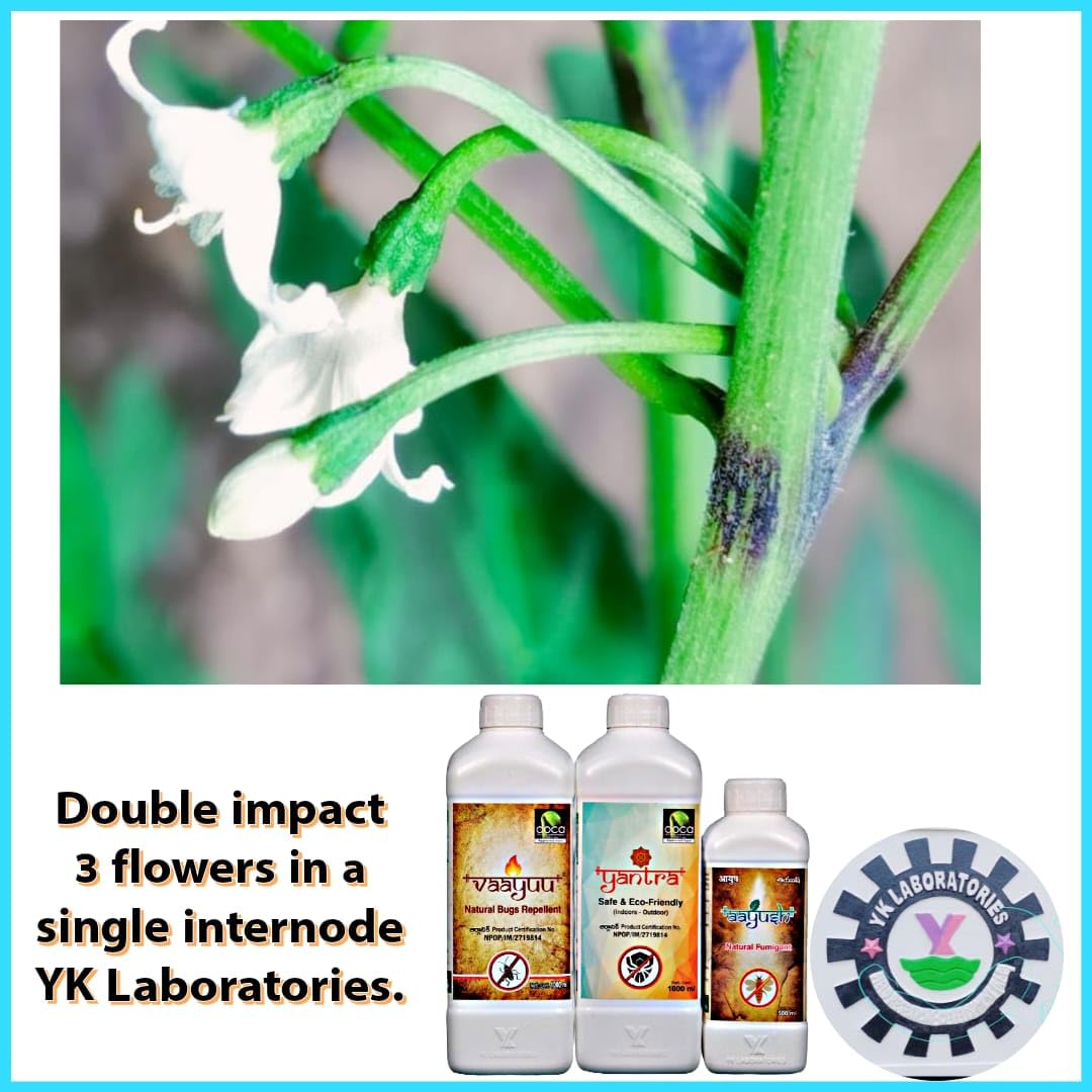 वाईके प्रयोगशालाएं ब्लैक थ्रिप नियंत्रण विशेष | वायु यंत्र आयुष (1L+1L+500ml) फसल कीट ब्लैक थ्रिप्स के लिए पैक