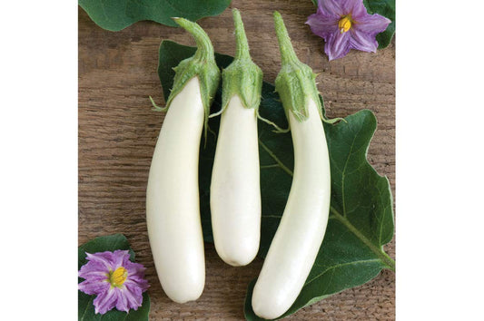 Golden Hills Farm WHITE LONG BRINJAL SEEDS 500 seeds
