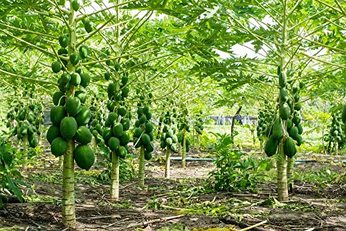 Taiwan red lady 786 f1 hybrid papaya seeds 10 gram