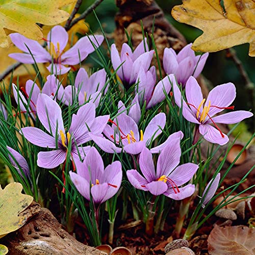 saffron bulb