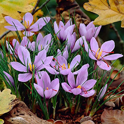 saffron bulb