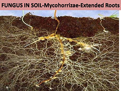 extended roots