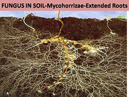 extended roots