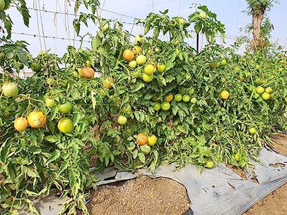 Green World Combo of Plant Growth Booster & Saaho (TO-3251) Hybrid Tomato seeds, 3500 seeds packing
